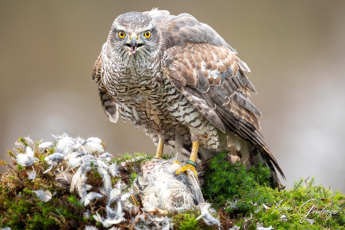  5D40372 28 november 2021 1155 33